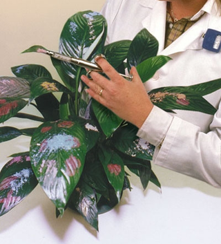 A Revlon scientist displays a spathiphyllum which has been used
to test the company's new mascaras and lipsticks.